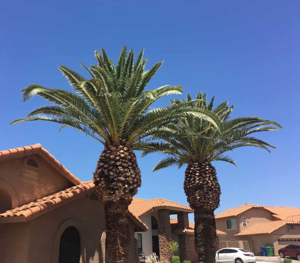 Professional Tree Service | Arizona Urban Arborist