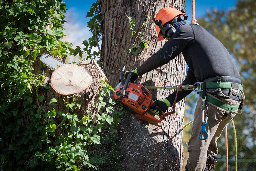 Professional Tree Service | Arizona Urban Arborist